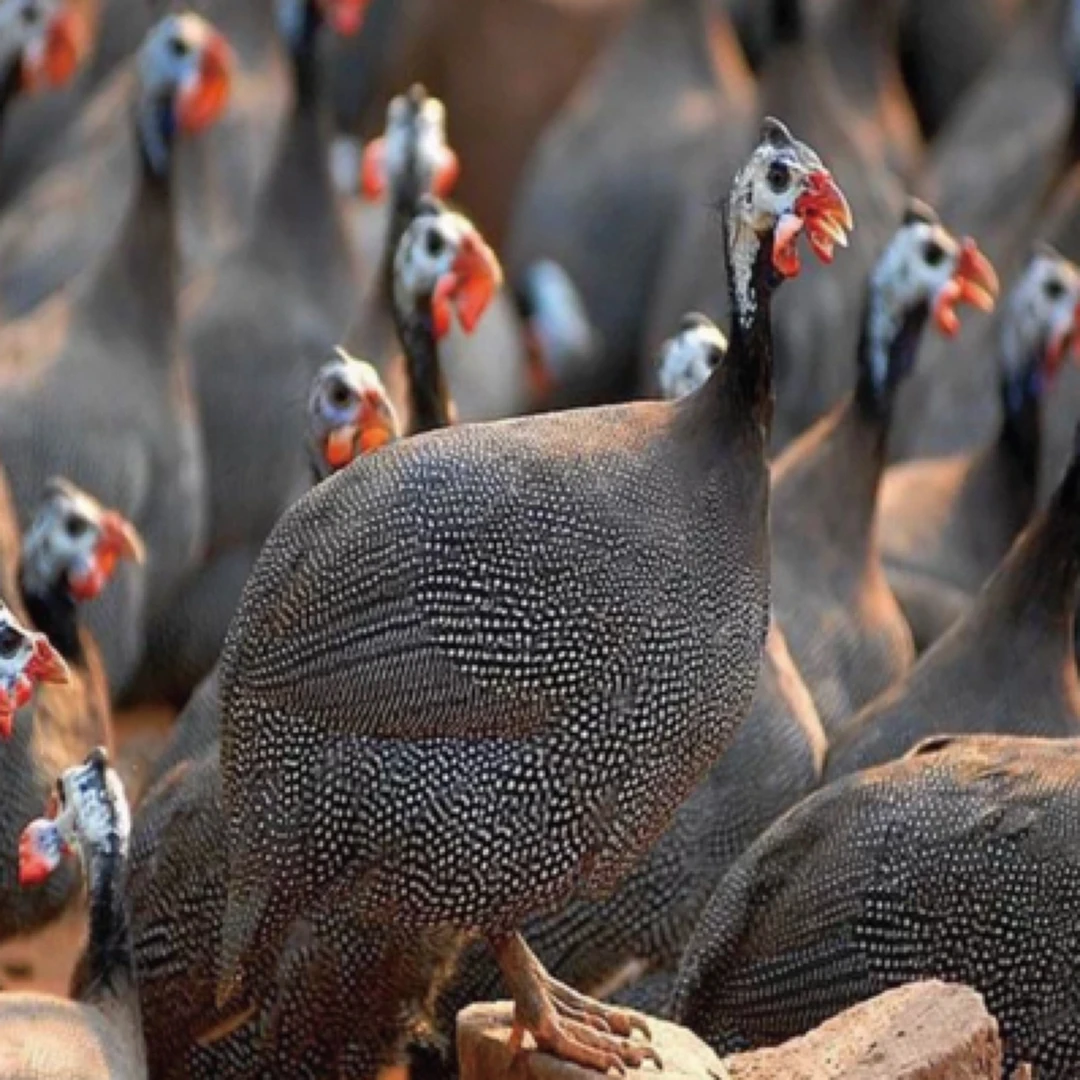 【纯种珍珠鸡】稀有品种珍珠鸡g鸡肉同城送烧烤食材