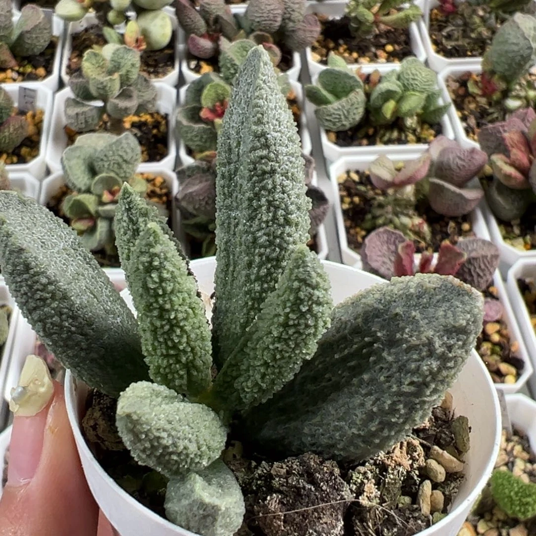 大叶型实生新品多肉植物