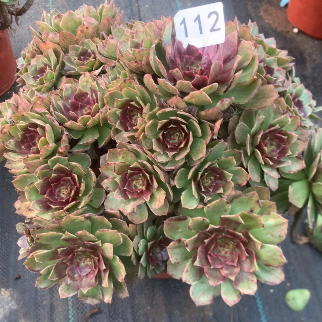 112丝丝线多多肉植物