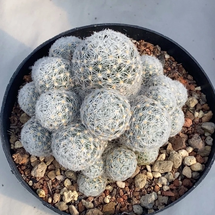 完全开放实生杜威丸