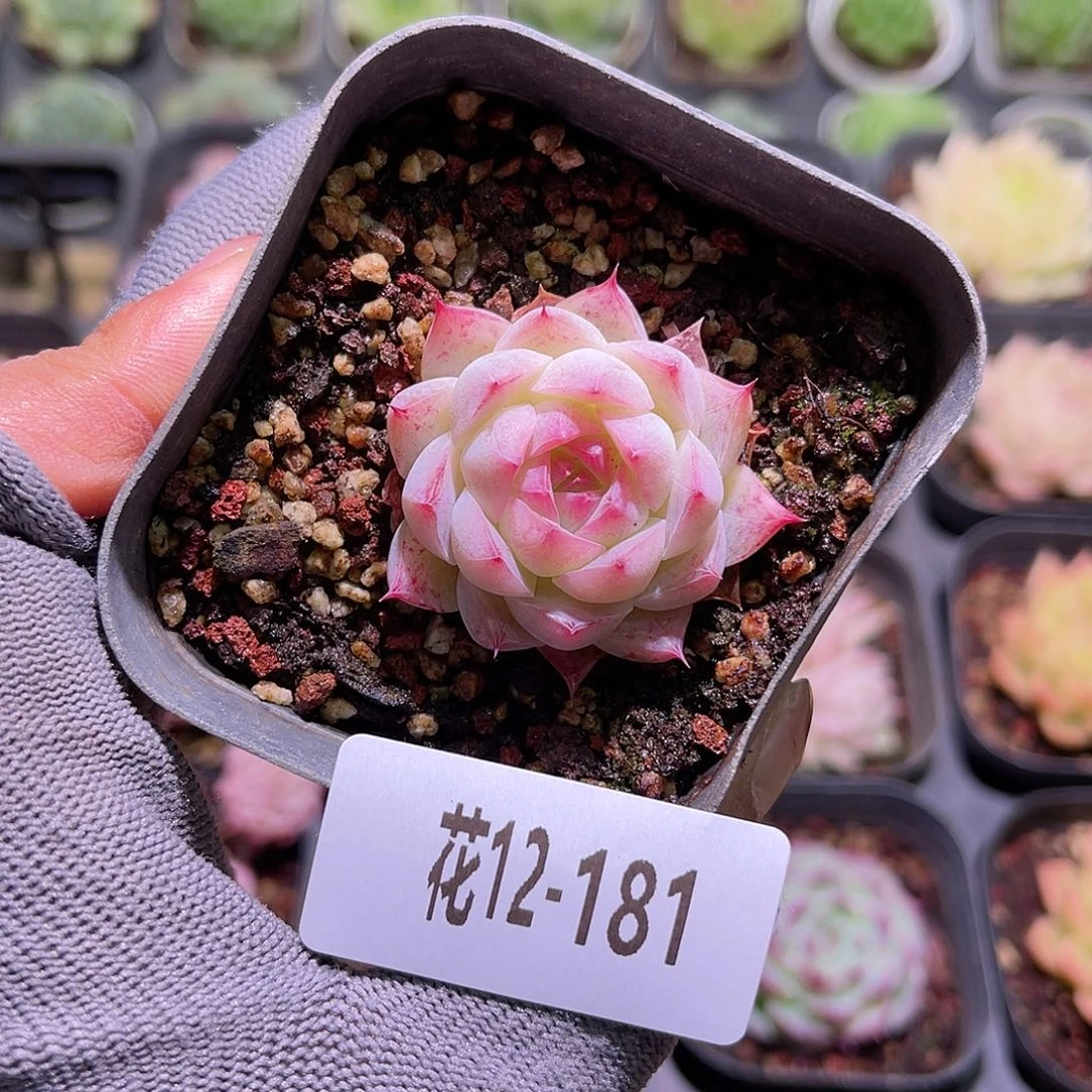 花12-181女王单头