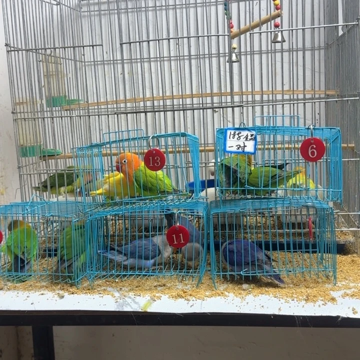 欣***宏桃脸牡丹鹦鹉黄金丝绿金丝一对