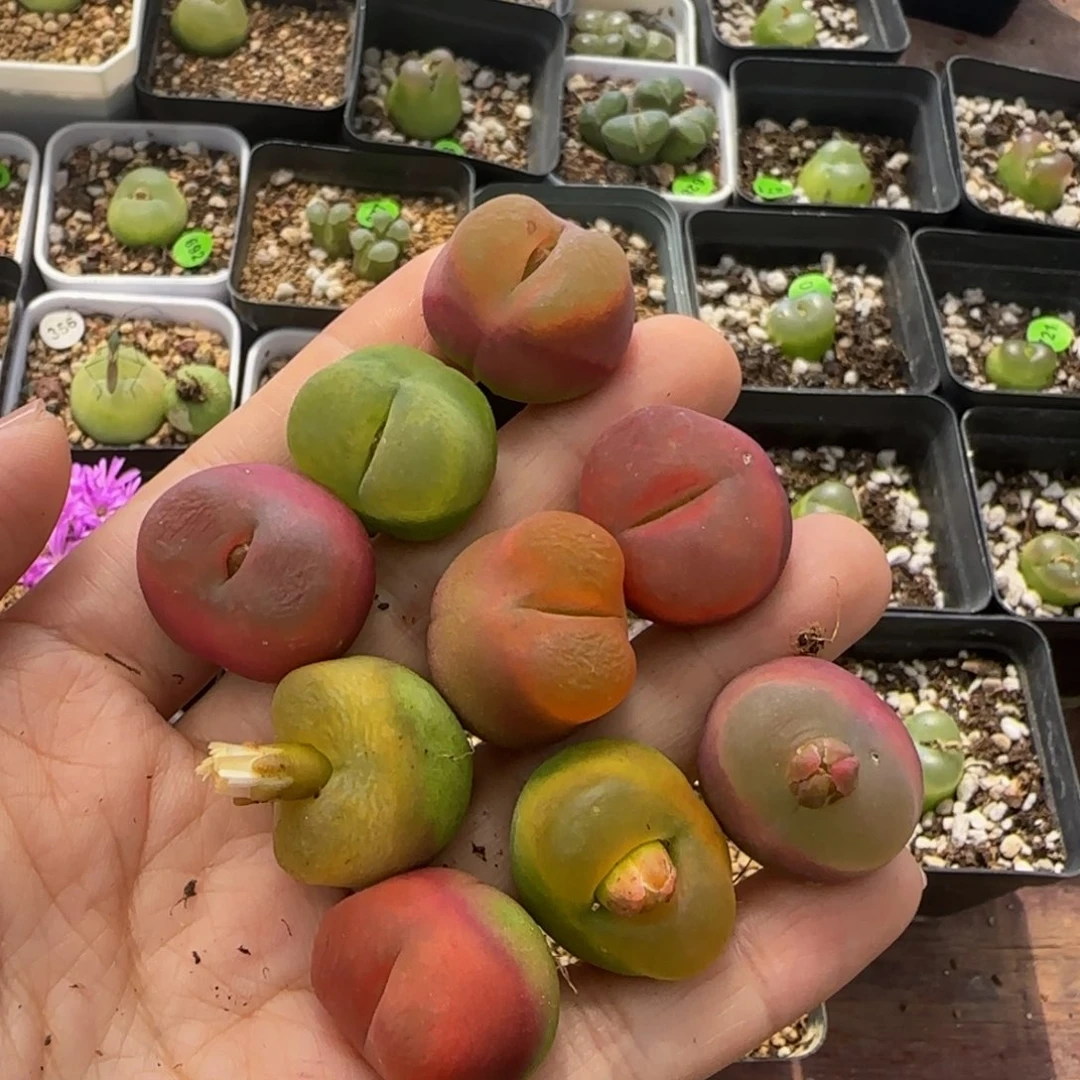 漂亮2.1-2.3cm多肉植物163