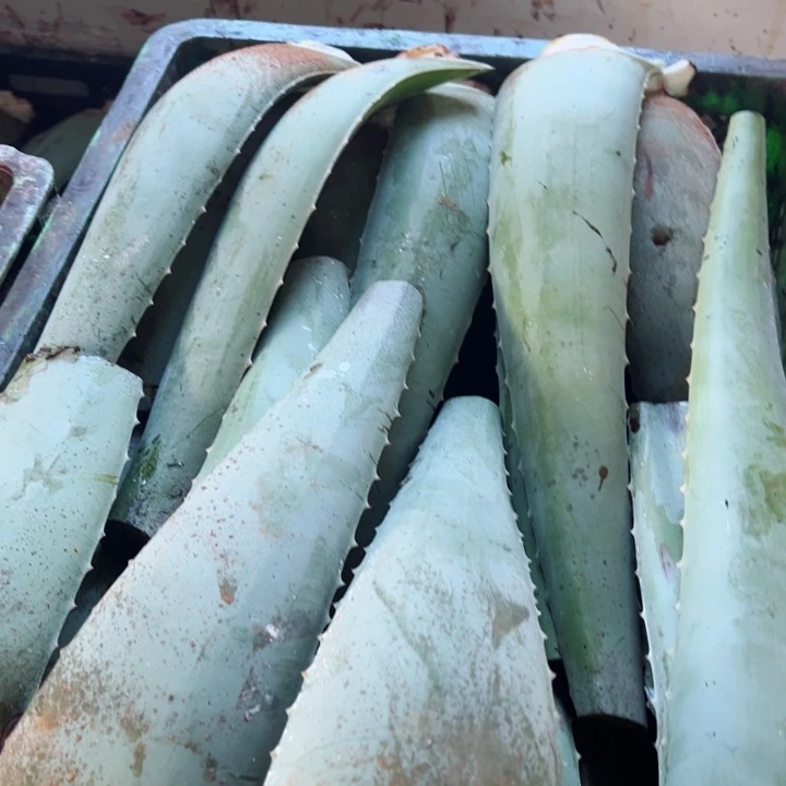 3片灌肤叶片，二级