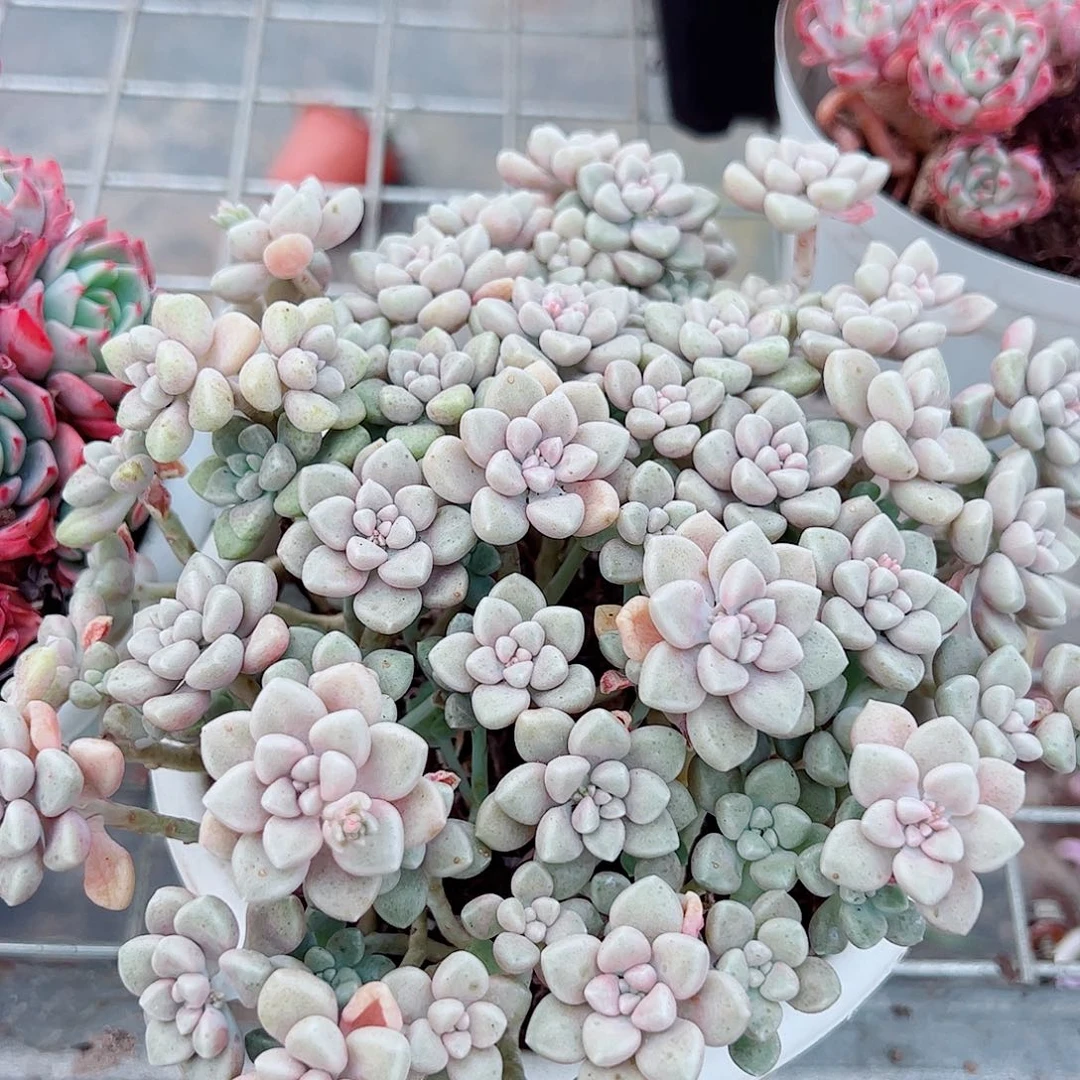 丸叶姬秋丽多头群生精品特价