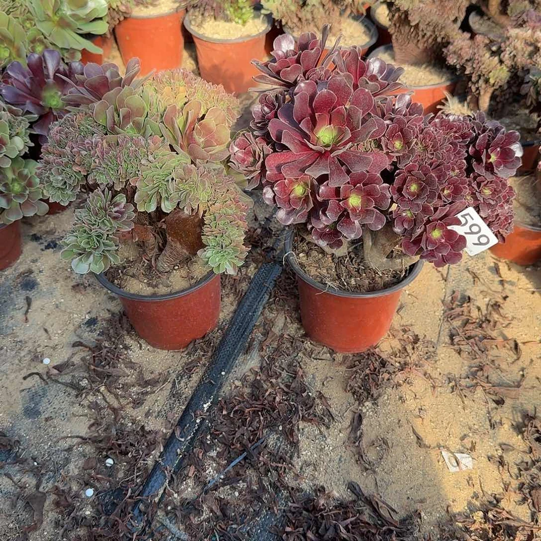 599欧紫玫瑰共2颗