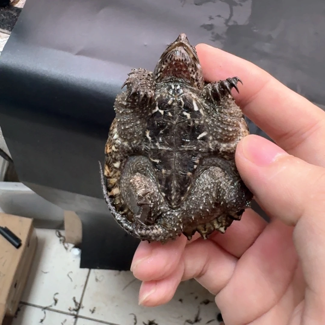 小鳄龟不分公母444