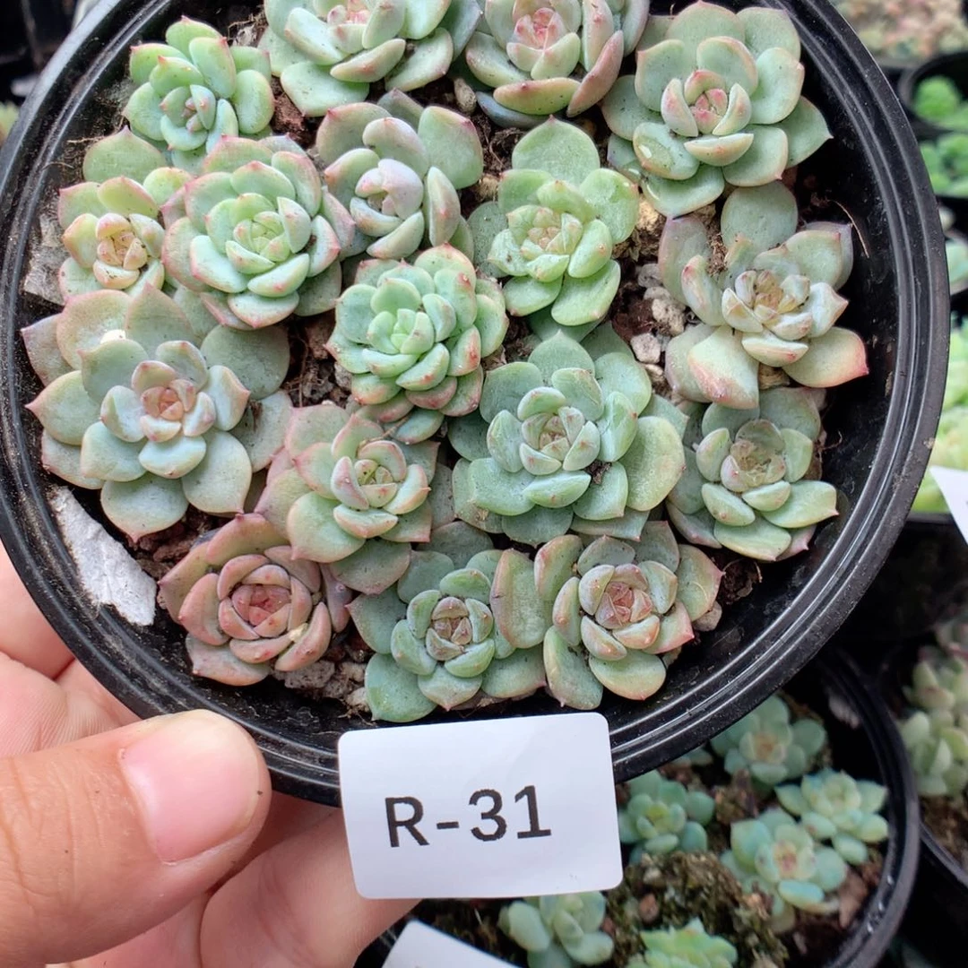 无花朵R31英语英语