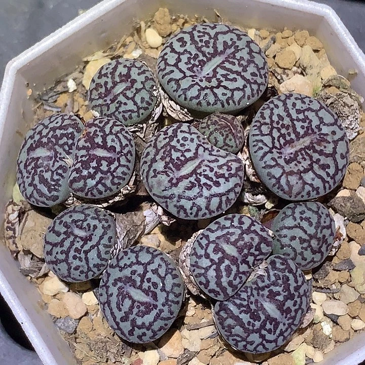 精品多肉植物精品墨小锥