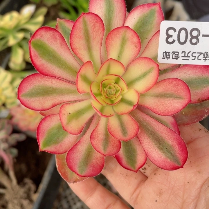 803爱丽思多肉12345678