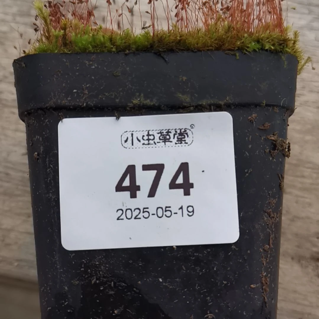 完全开放474塞佛士捕虫堇