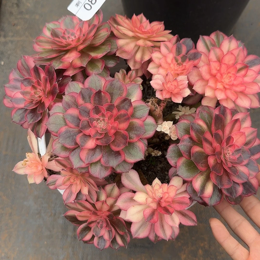 080多肉 黑魔锦法师福利