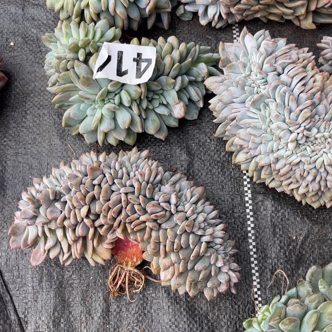 L***l15899666688888888