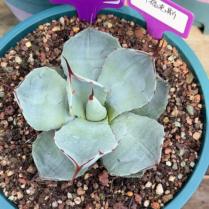 勋哥多肉厚叶福克斯