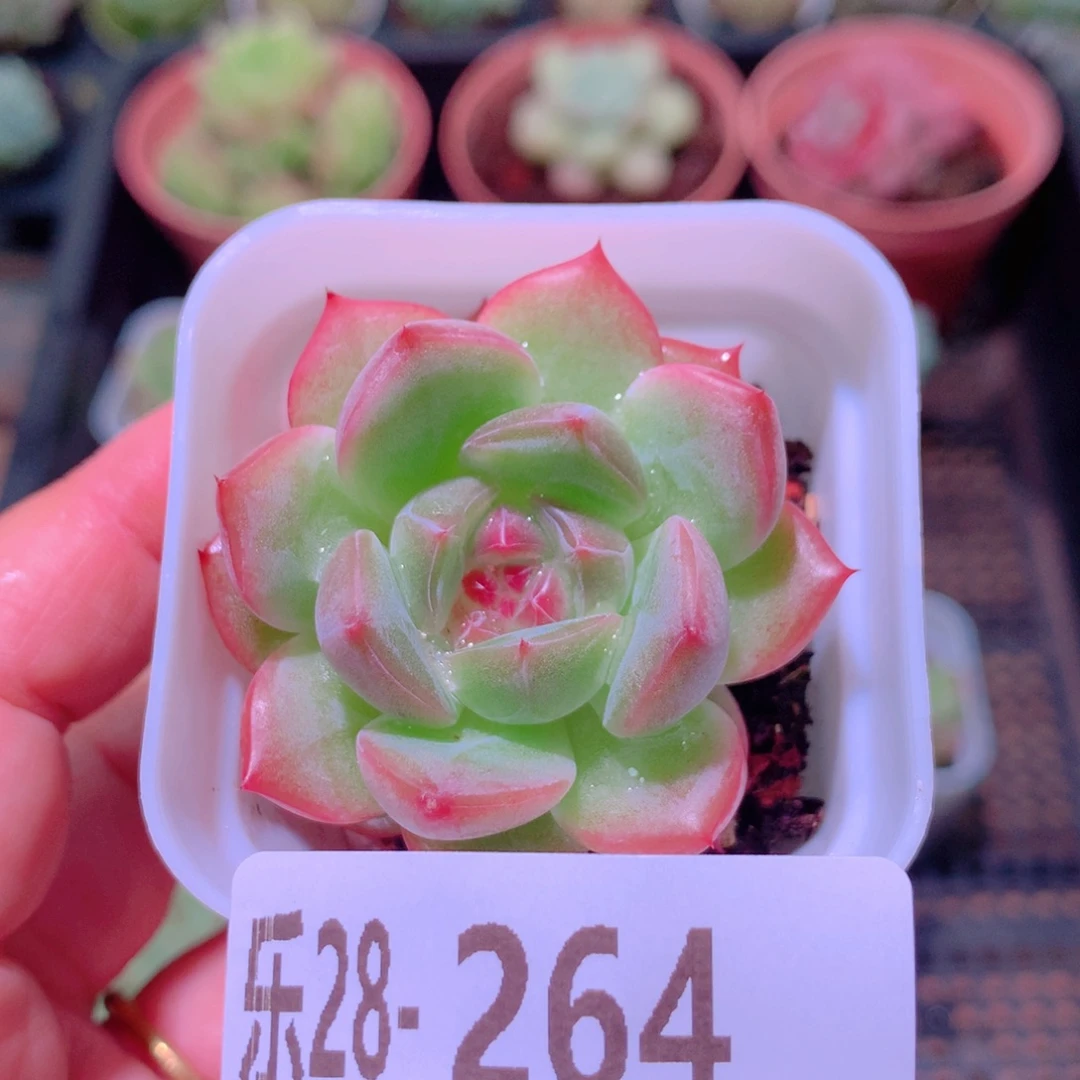 乐然28-264 新品单头