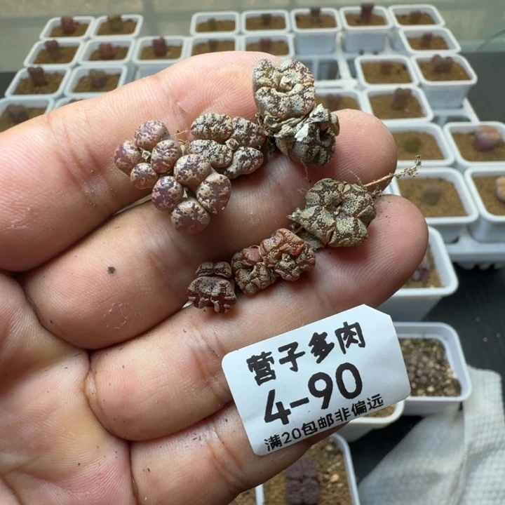 勋章。