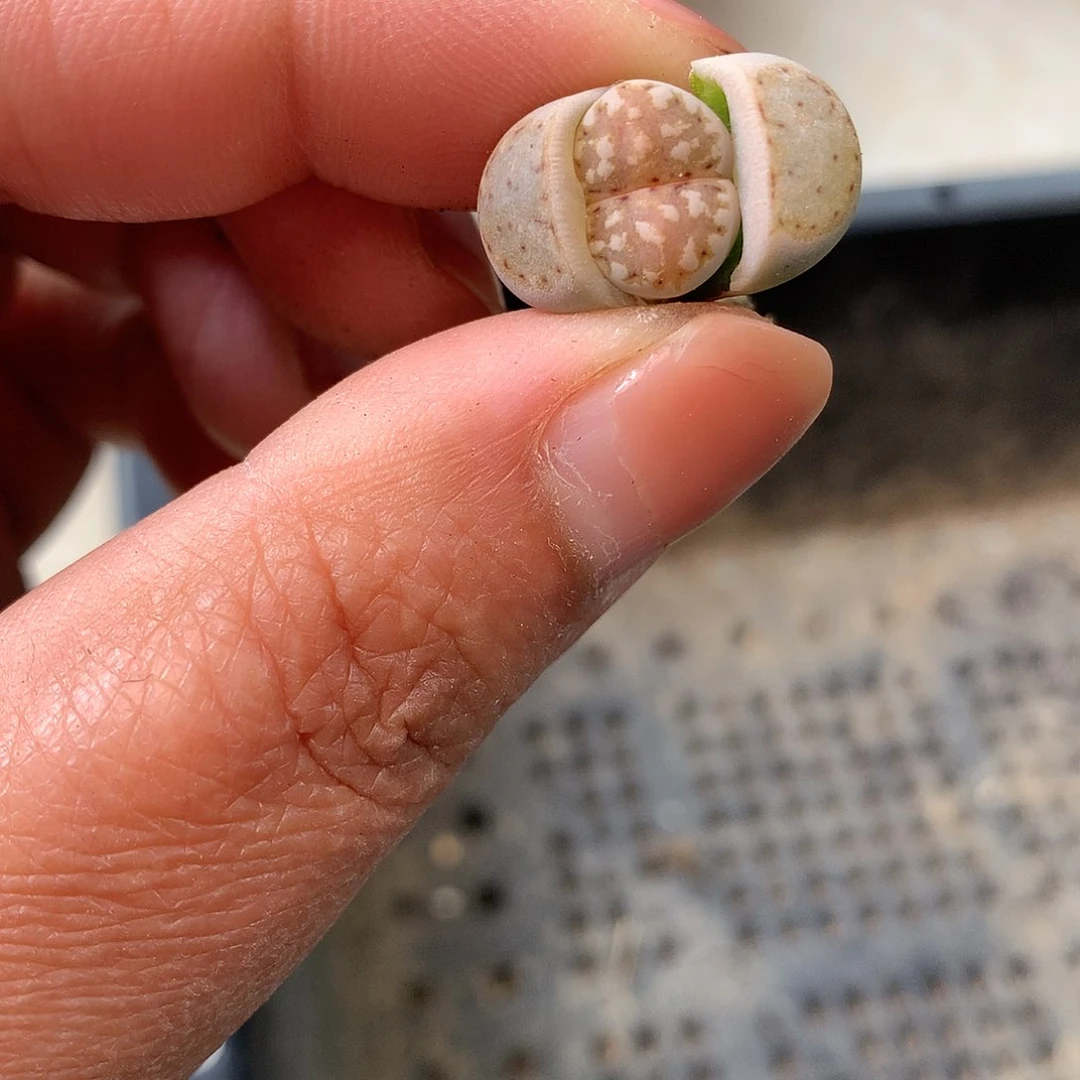 C911多肉植物保护研究所