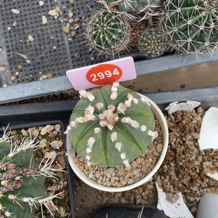 阿****兜锦一棵29942994