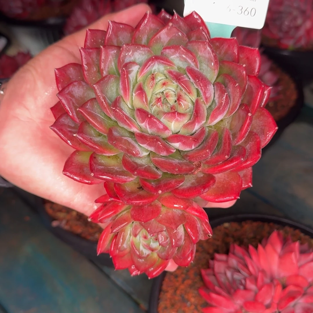 从前慢多肉精选编号1116-360