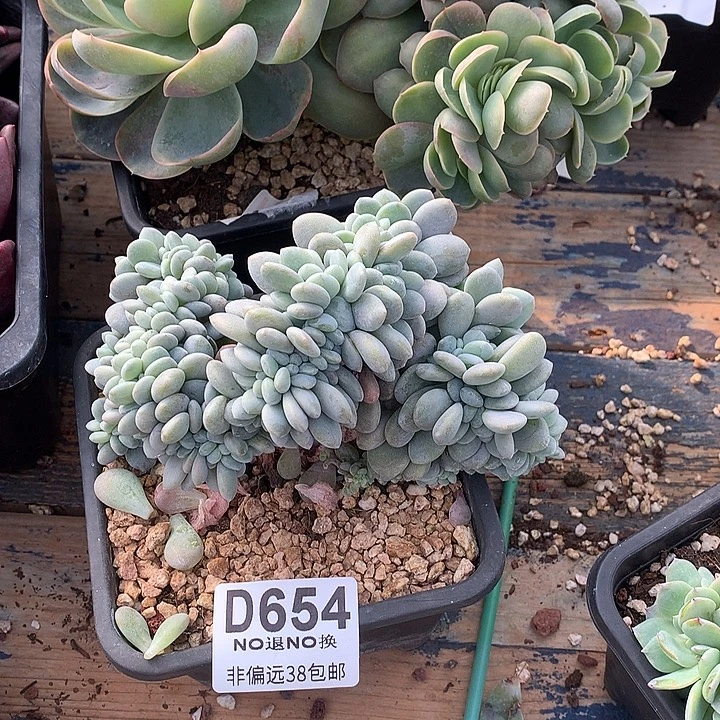 粉兔缀化 654 基地已转清货 玻璃心勿扰