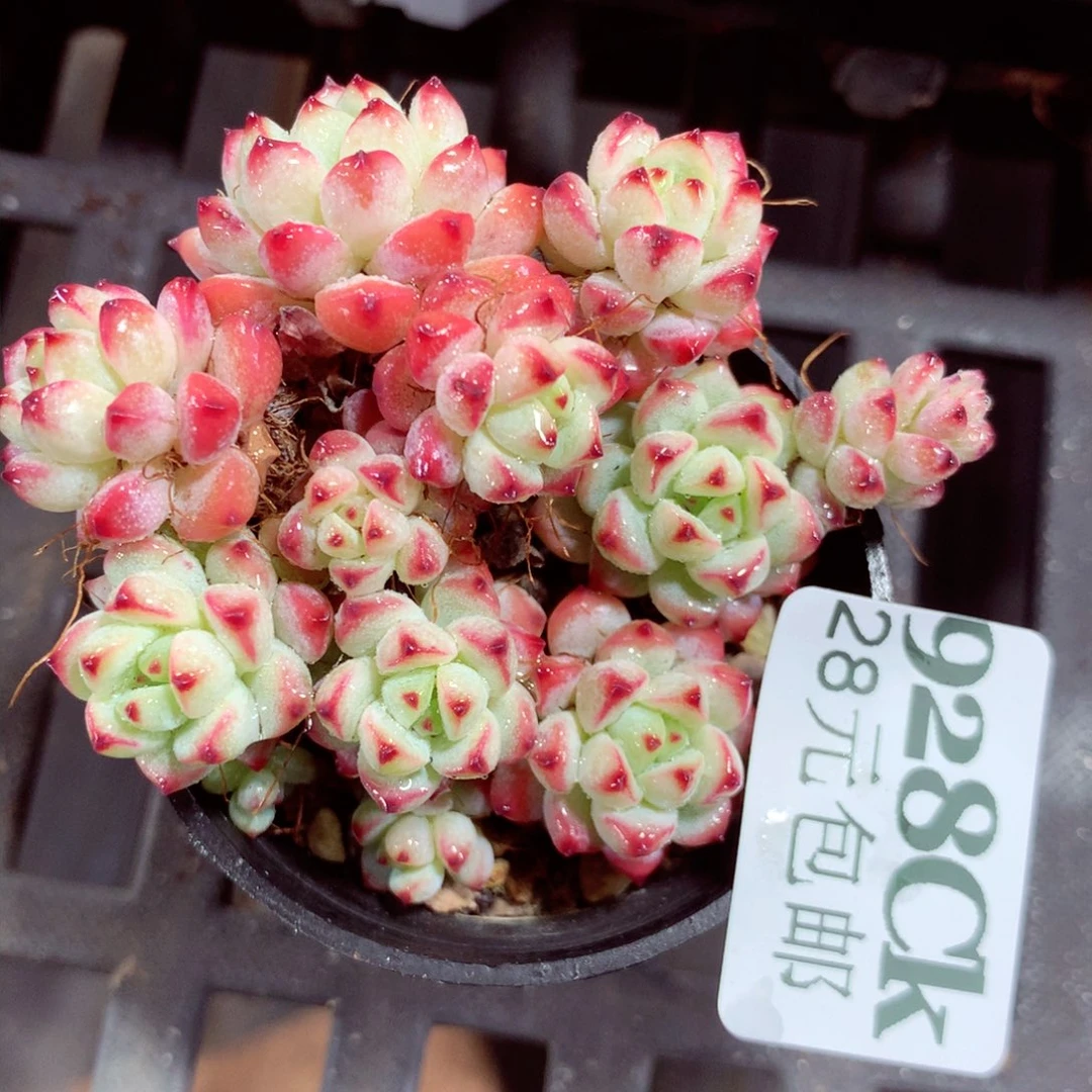 5厘米盆精控多肉928