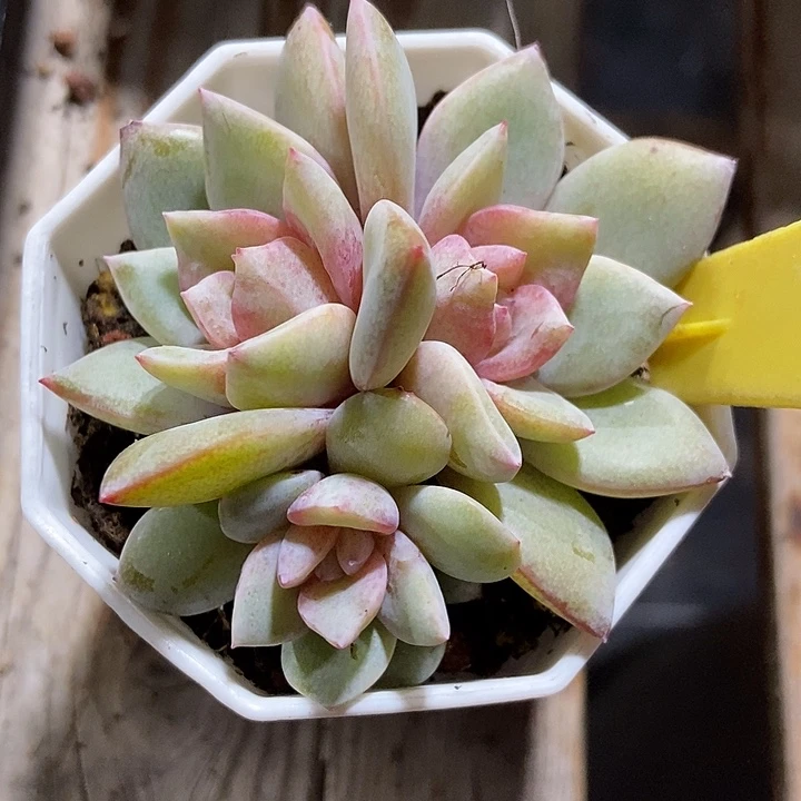 多肉植物德国香槟1096