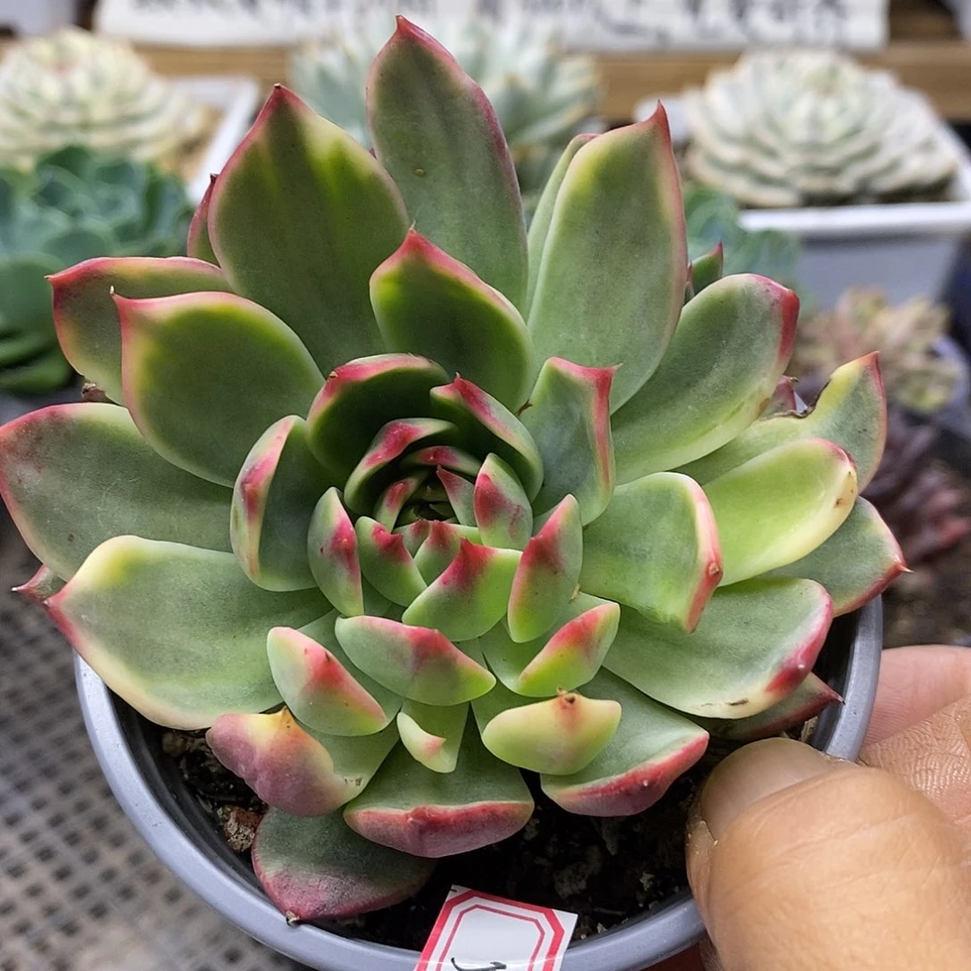 2654 桃花覆轮锦
