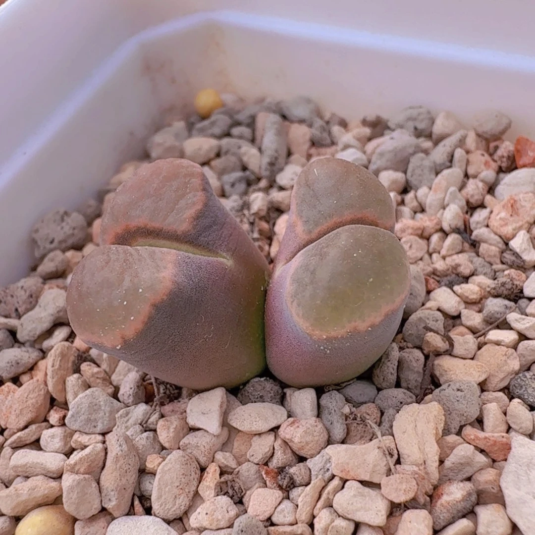 好看风铃 9-19-L35。