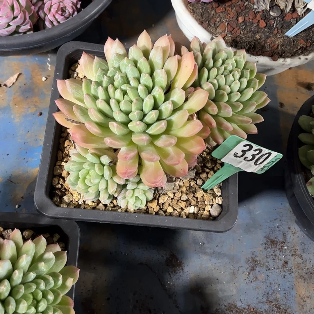 k***y白达多肉植物保护339