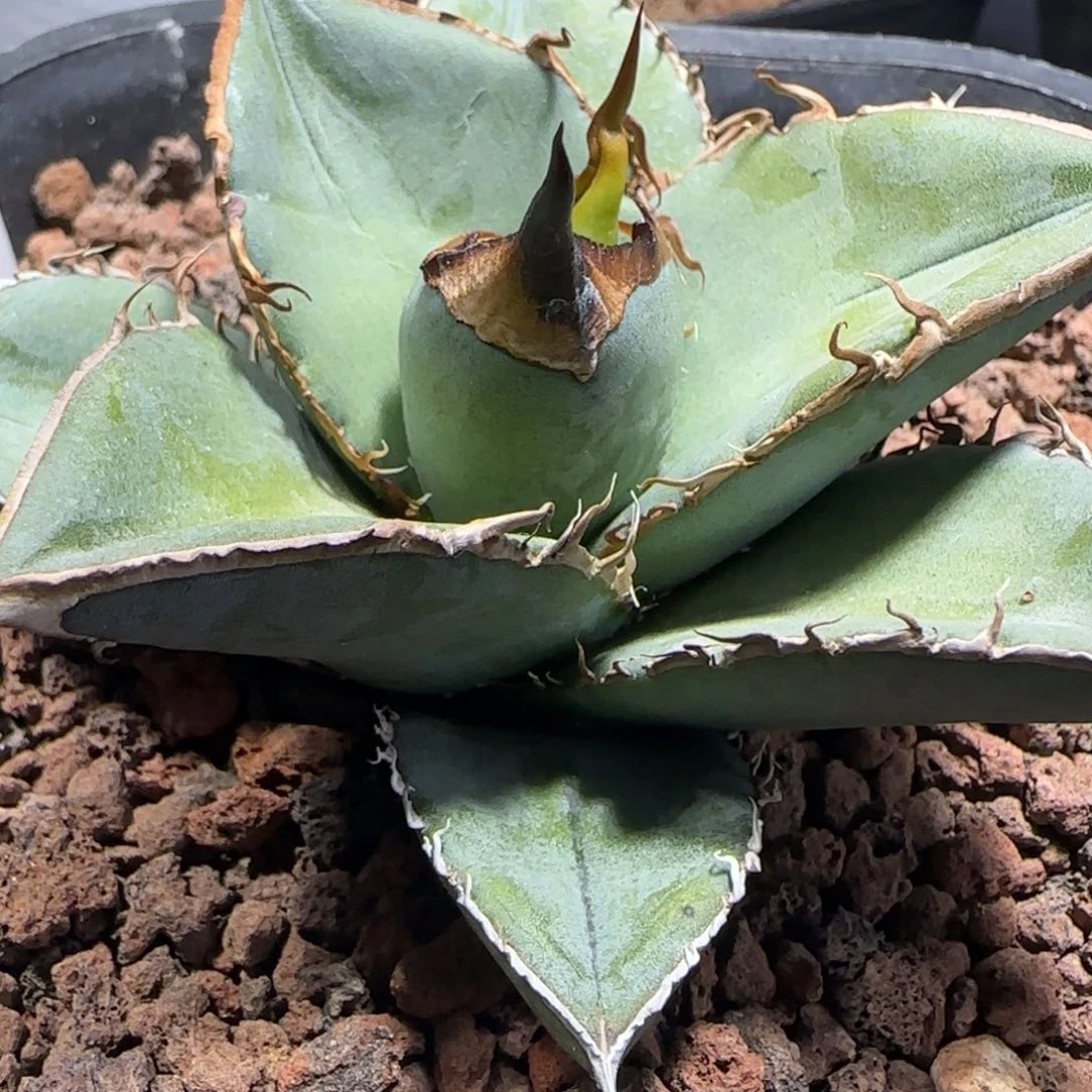 许*璟实生啦啦啦啦啦啦