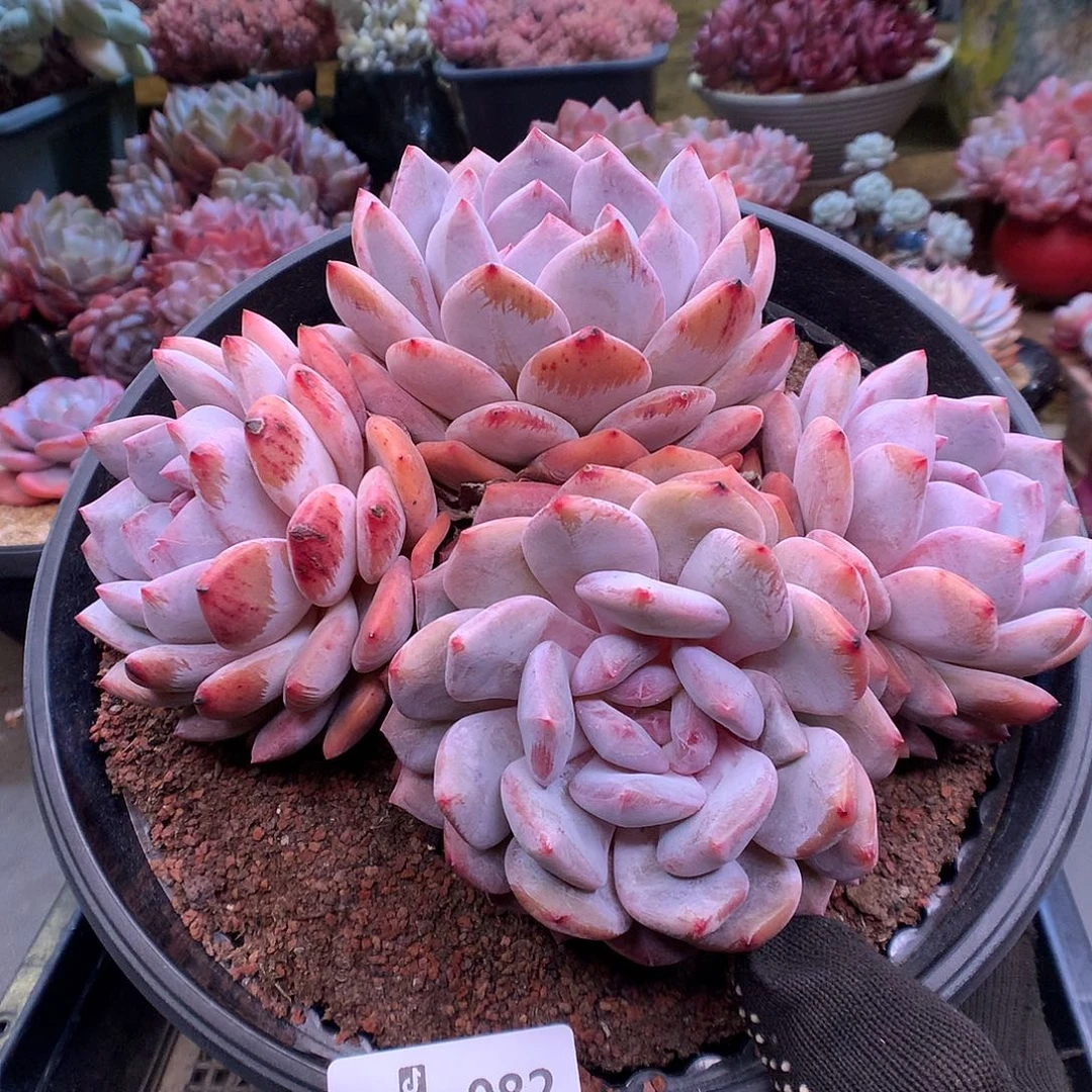 982韩橙多肉植物6666