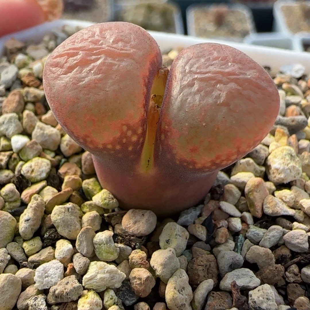 多肉植物草莓泡芙漏123号