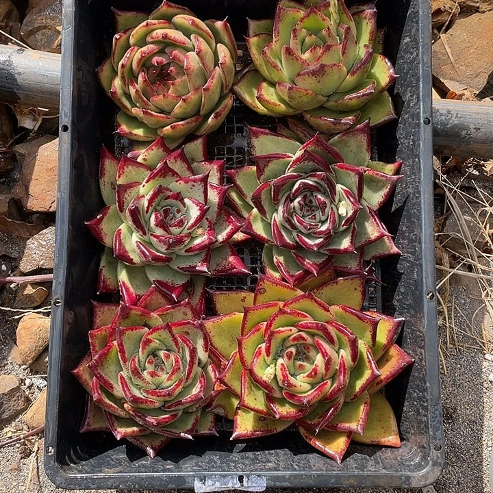 若如东云组拍A563