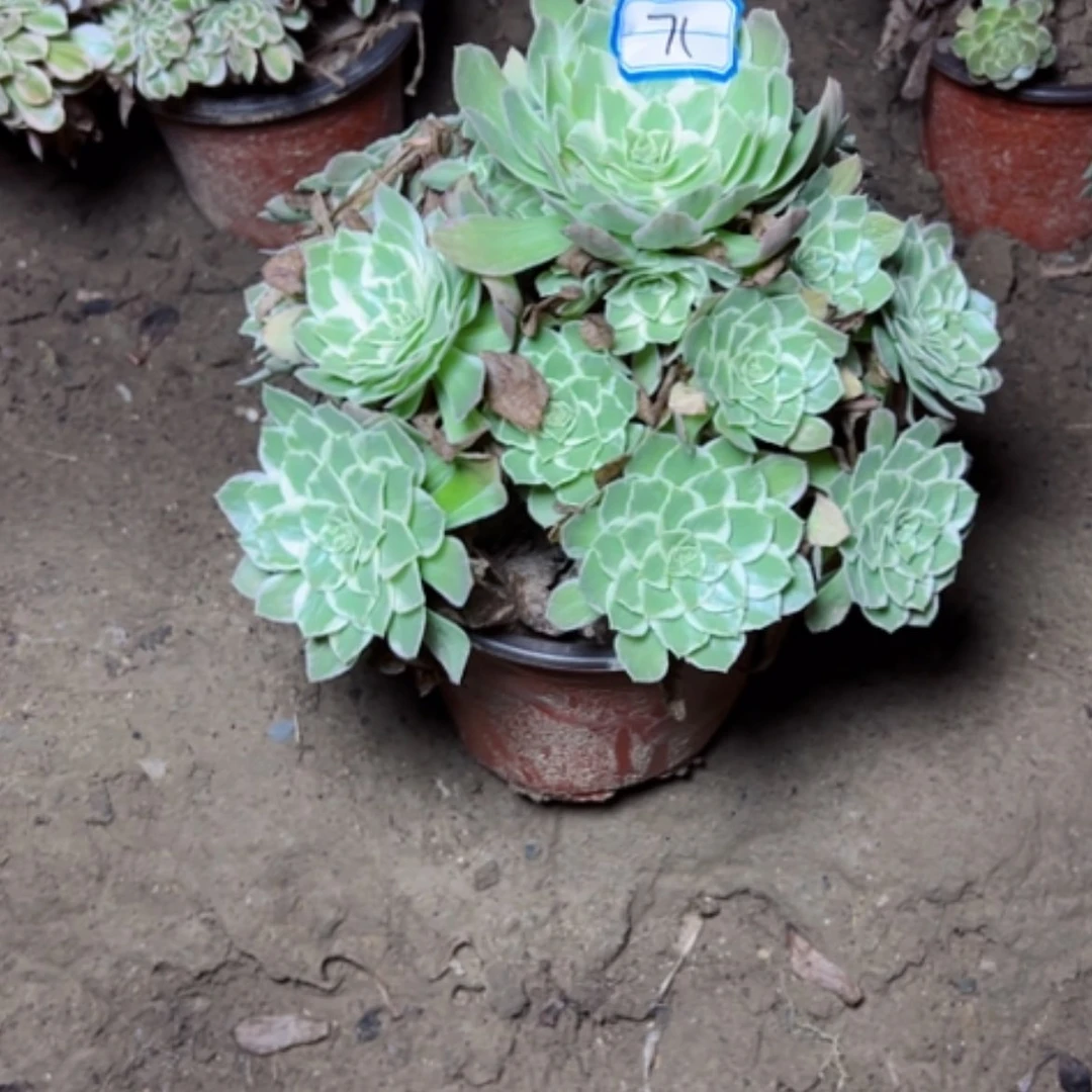 【闪购商品】水蜜桃74