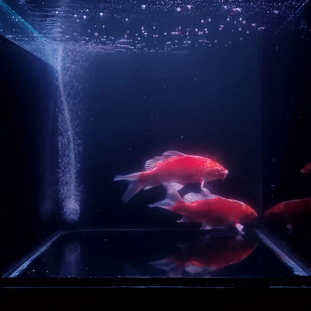 蝴蝶鲤鱼红色蝴蝶鲤