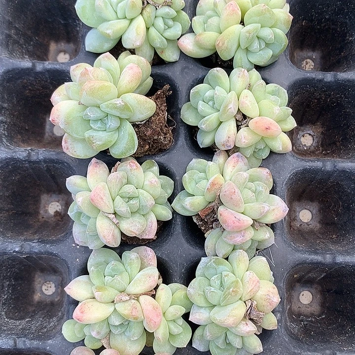 冰玉群生8颗一物一拍