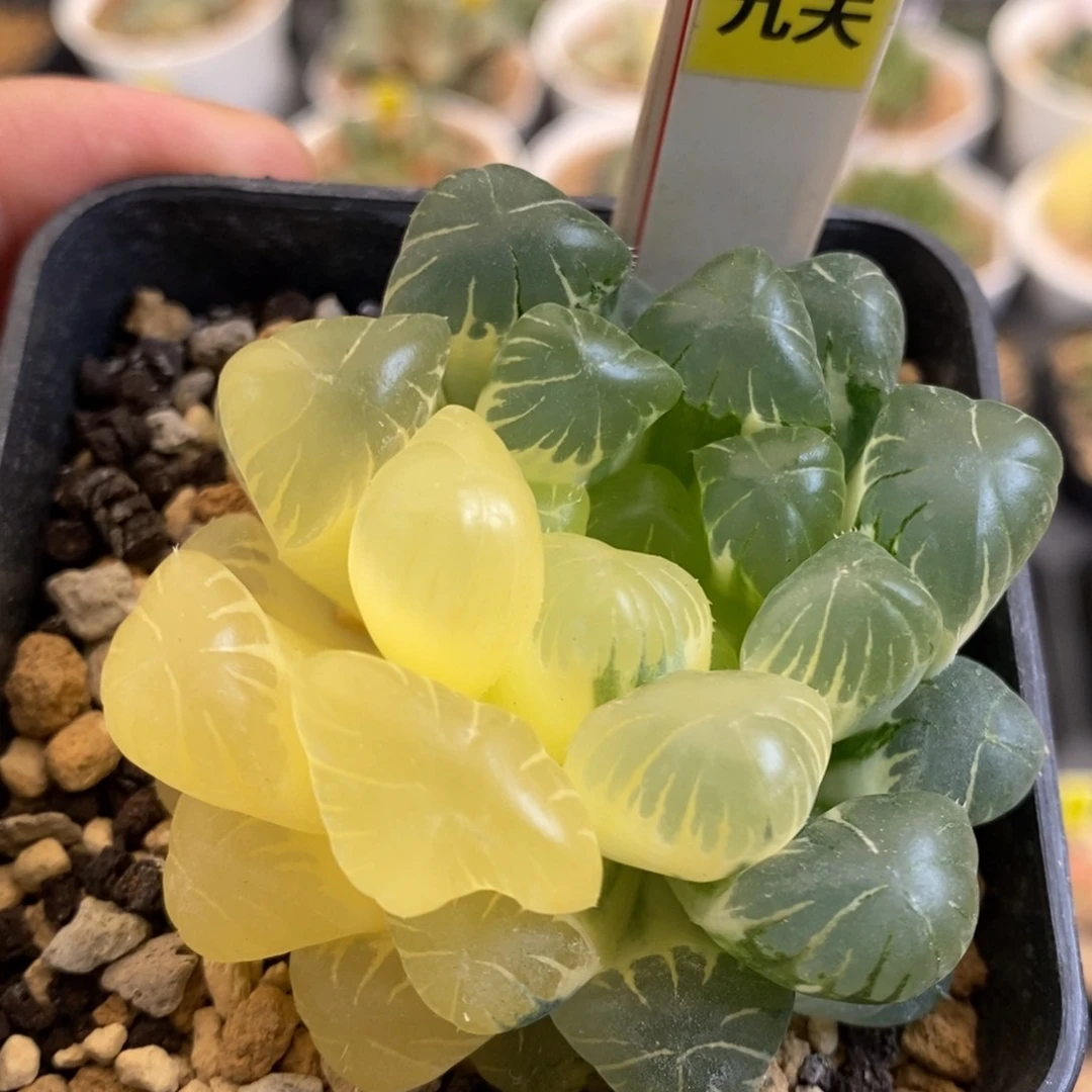 168号实生玉露锦带盆