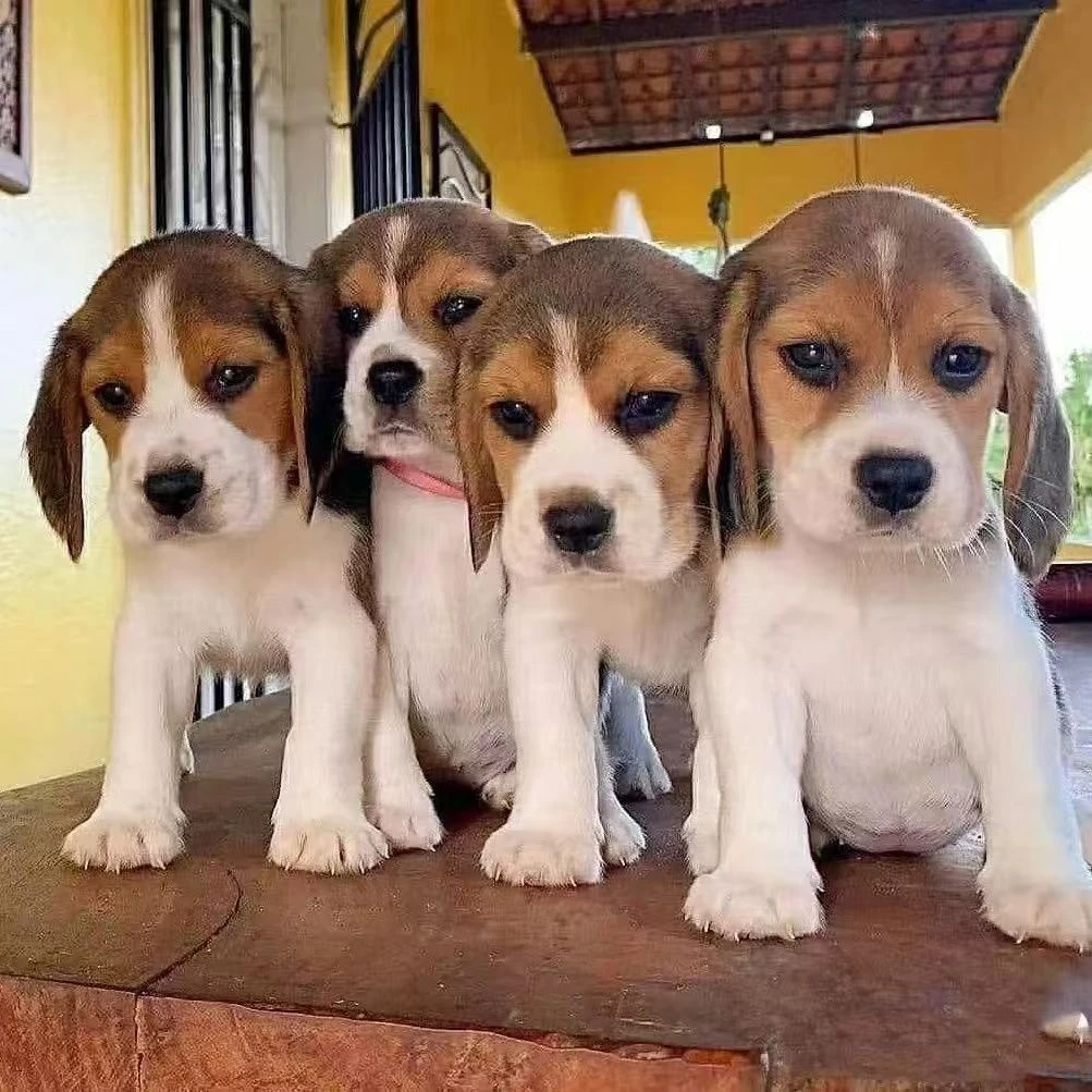 比格犬幼犬中小型现货大耳朵家庭陪伴犬小猎犬聪明短毛活体