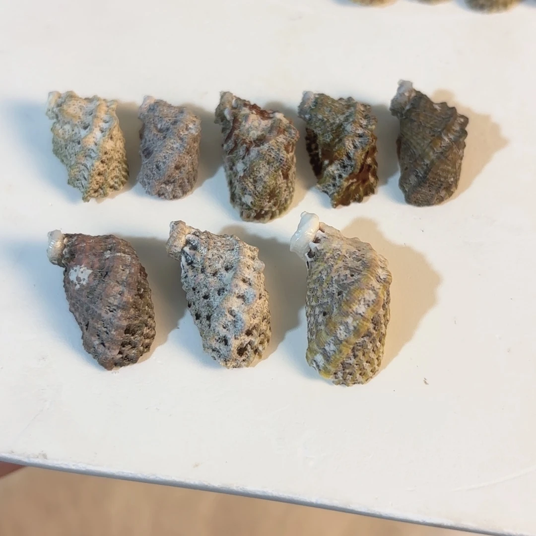 怜***怜天然海螺贝壳标本福利
