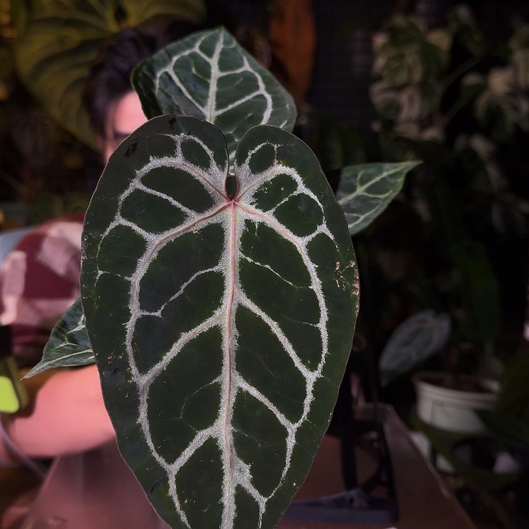 不开花植物G21skg银红杂黑底撕裂纹轻微摩擦无售后