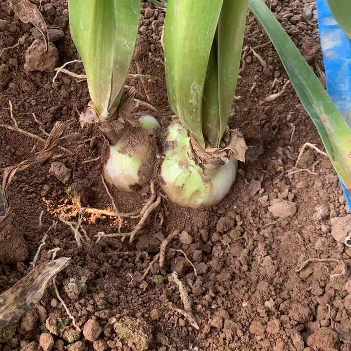 无花朵惊奇铃声双包胎