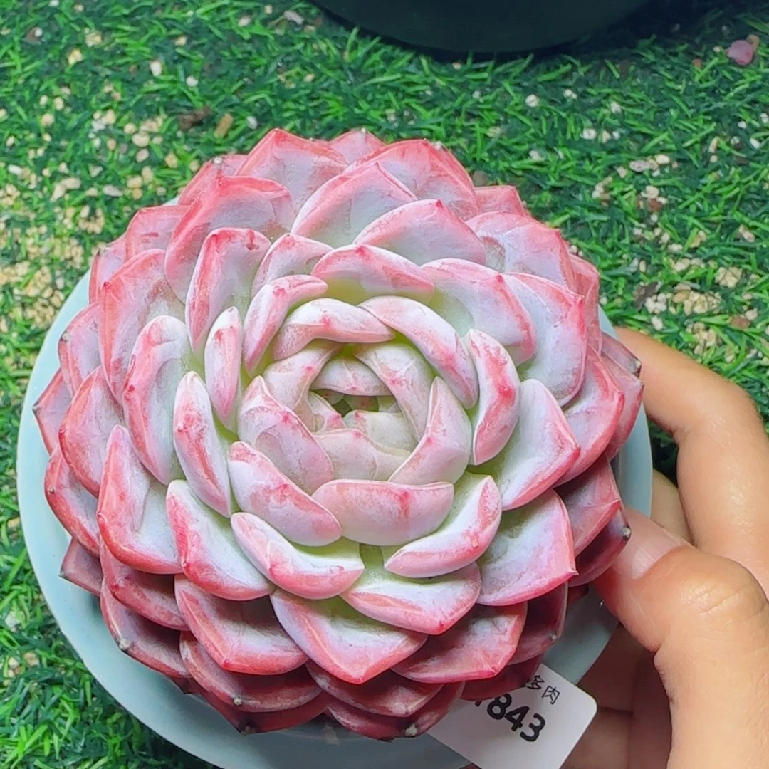 粉桃花，1843多肉植物