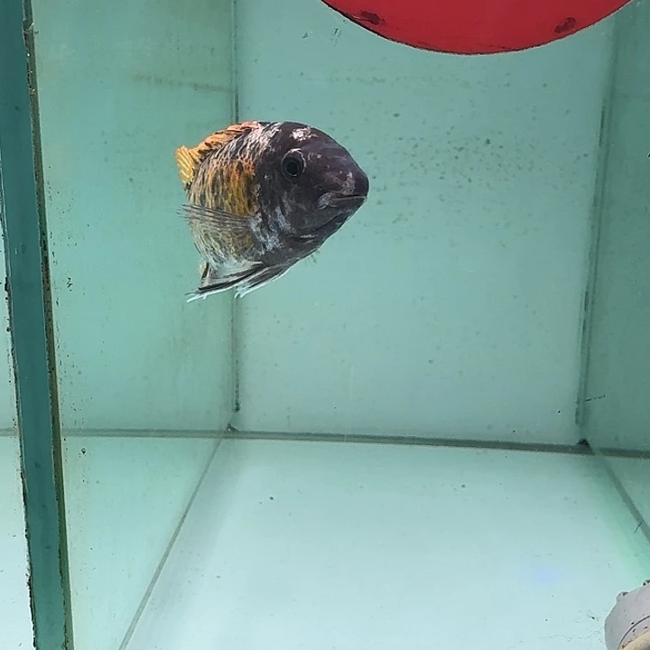 海水鱼127号卡丑Mc