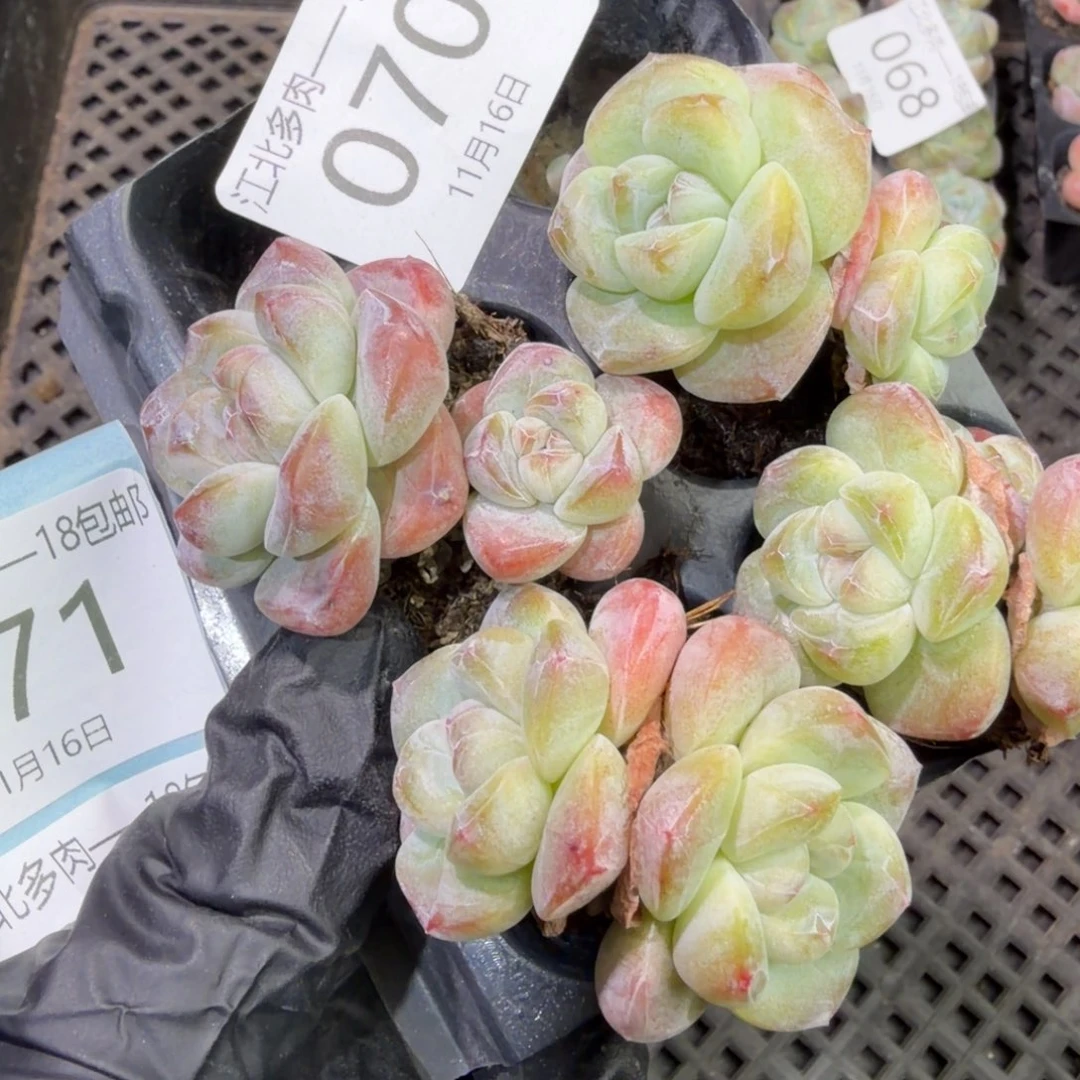 70 号到手1框，江北多肉