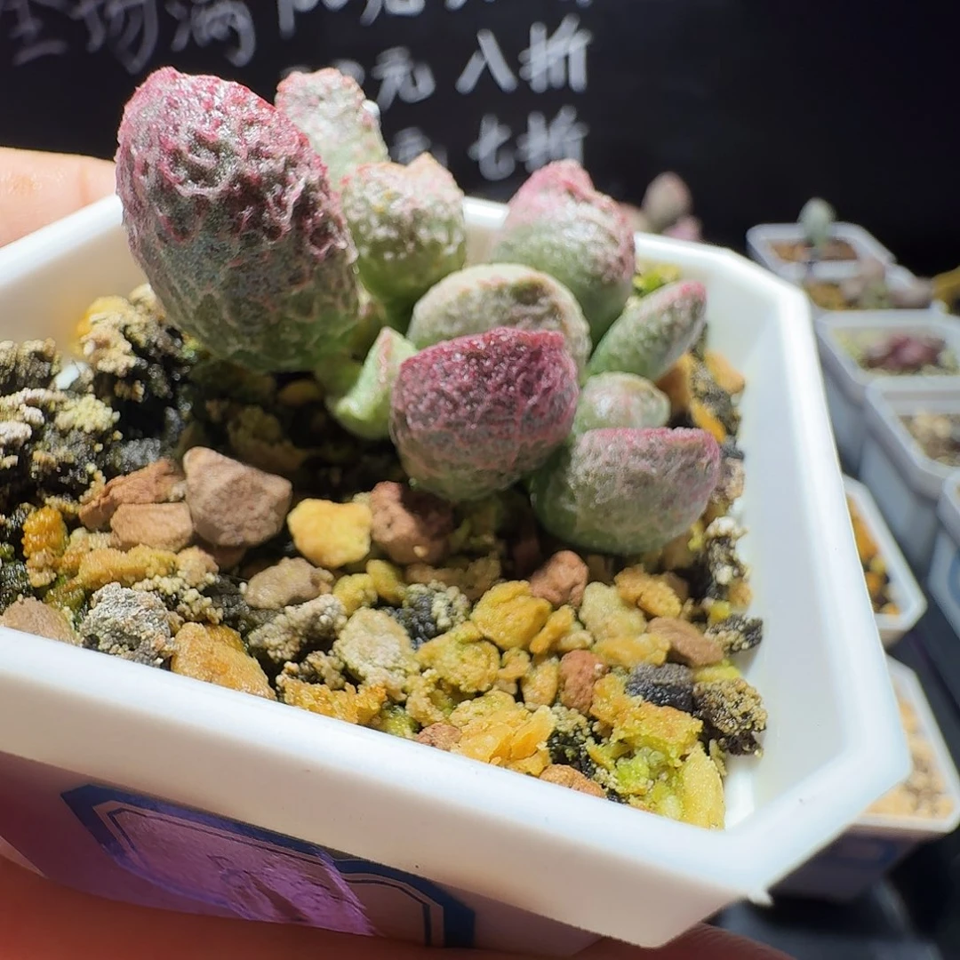 实生水泡，带盆发货，满38包邮，植物售出不退不换