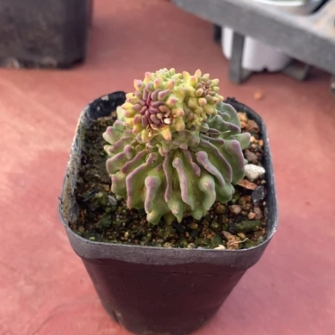 精子球单4仙人球