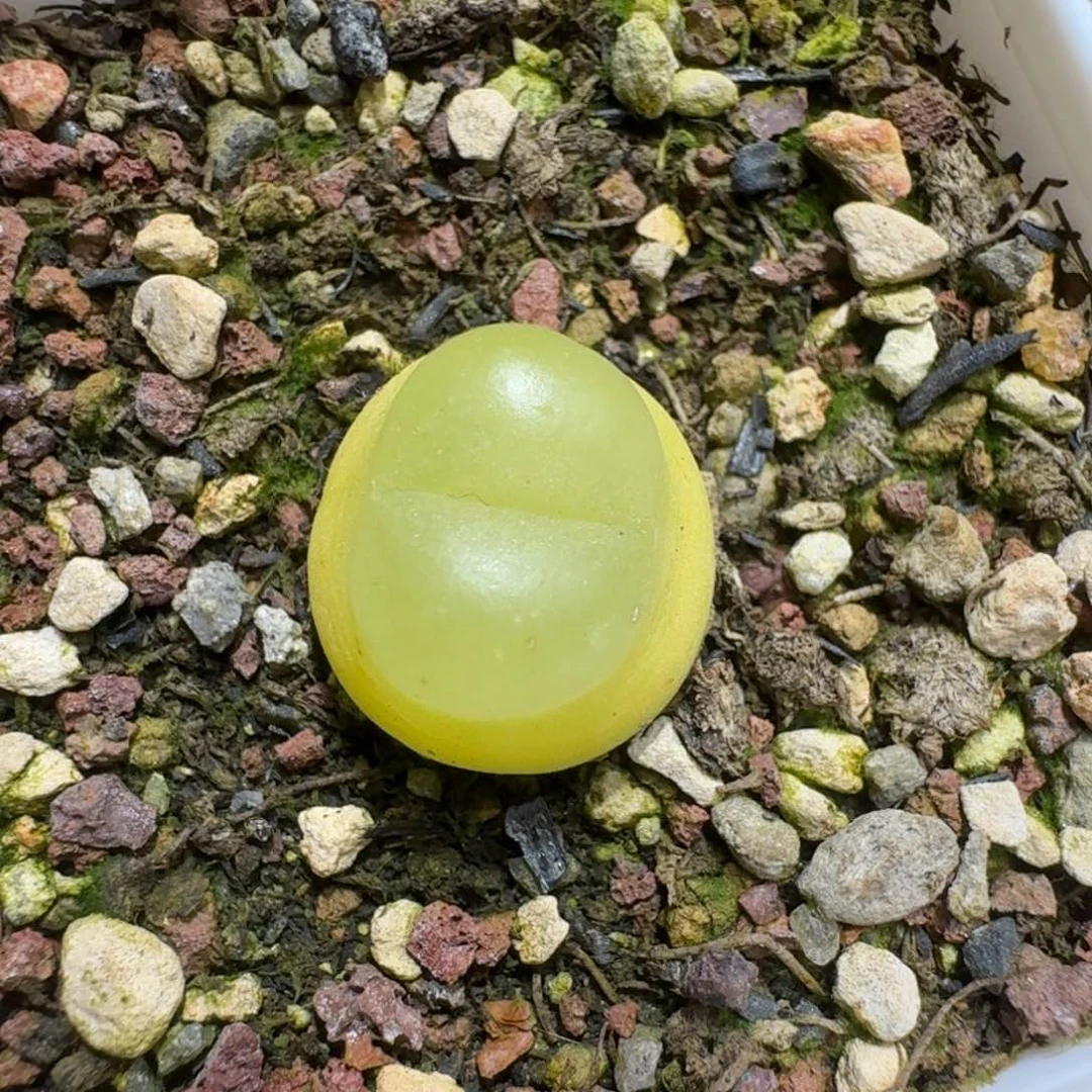 煮**茶0206-49拉登拉登