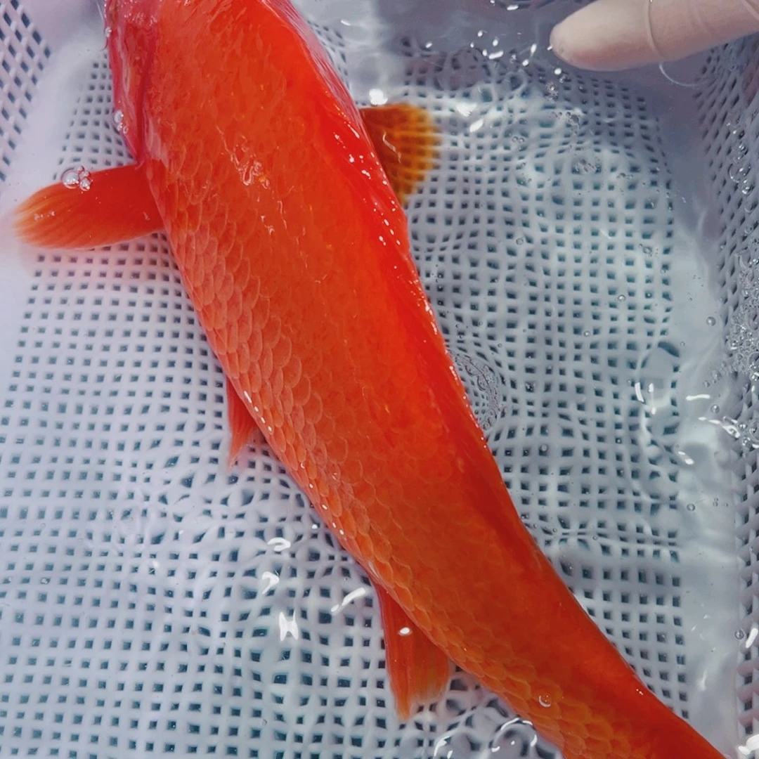 锦鲤锦鲤冷水鱼观赏