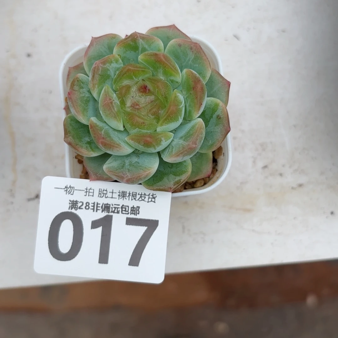 无尽灯单头无盆土发货