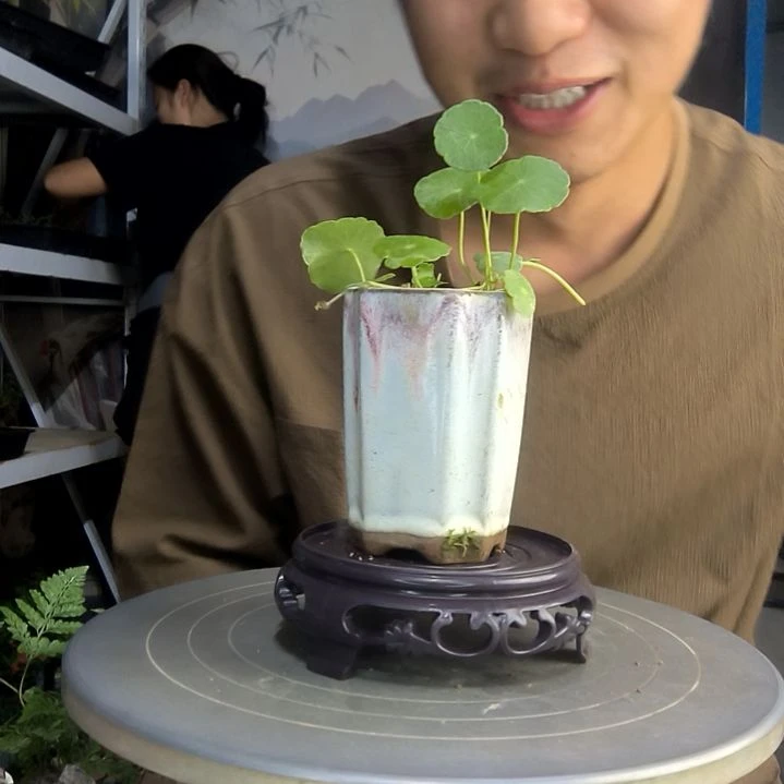 凌**️中青园艺一物一拍55